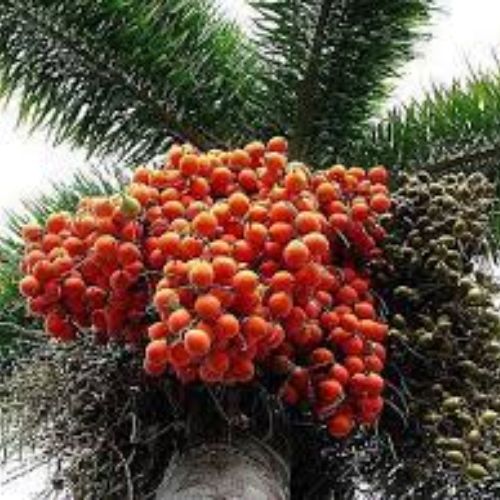 Foxtail Palm Fruit Tree Manufacturer & Supplier in India